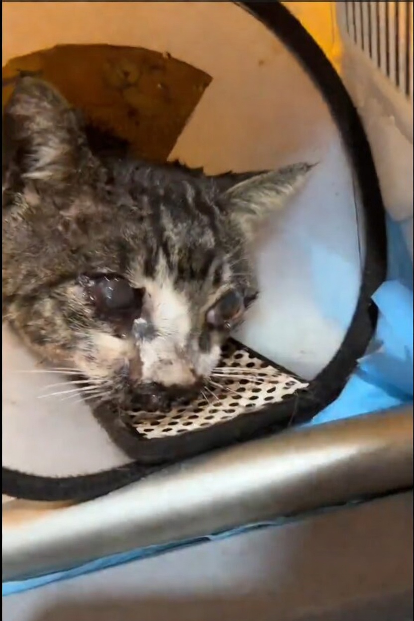 A dor do Loki não pode esperar. - Imagem 1